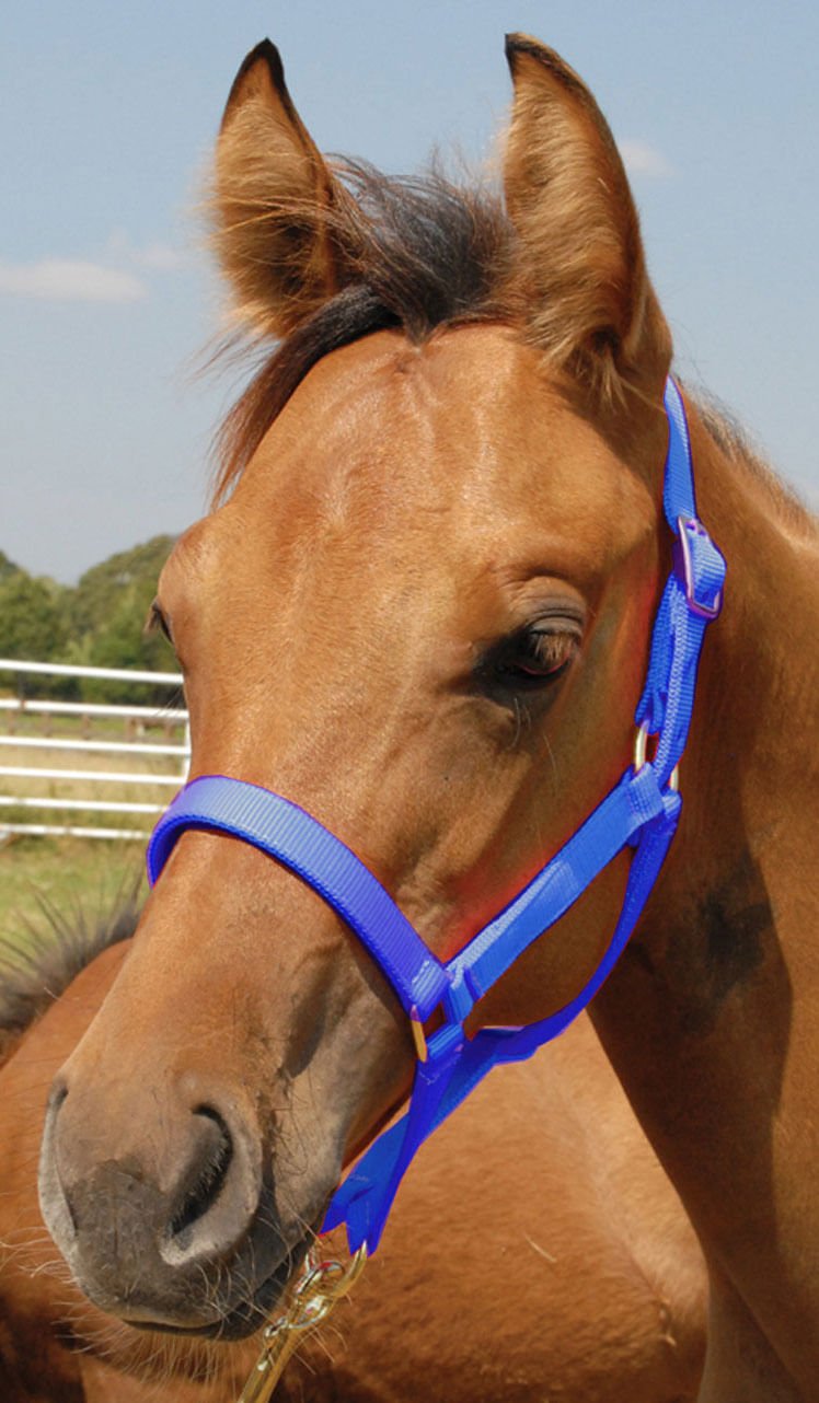 Jeffers Nylon Foal &amp; Pony Halter
