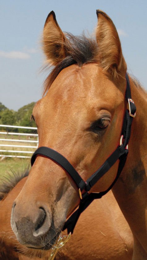 Jeffers Nylon Foal &amp; Pony Halter