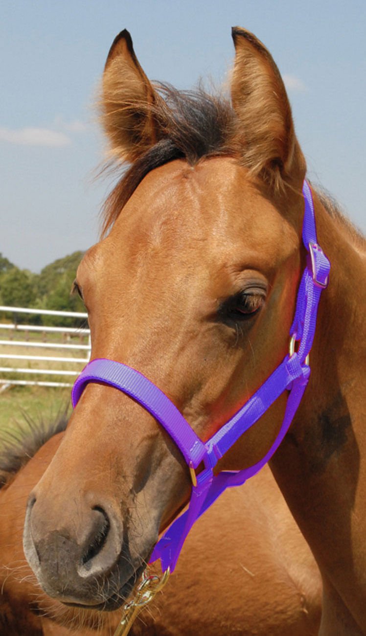 Jeffers Nylon Foal &amp; Pony Halter