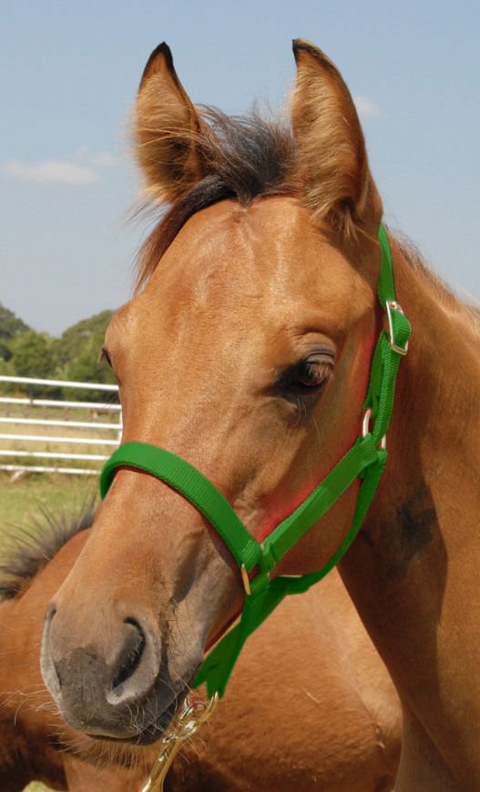 Jeffers Nylon Foal &amp; Pony Halter