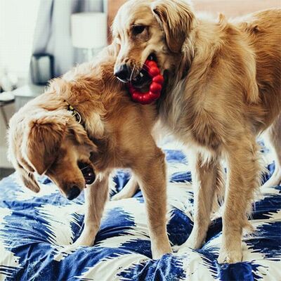Kong Ring Durable Natural Rubber Chew Toy for Large Dogs 13cm