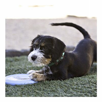 KONG Puppy Flyer Soft Rubber Disc Toy for Small Dogs