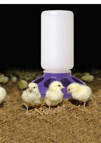 Little Giant 1 Quart Chicken Feeder &amp; Waterer – Plastic Screw-On Jar &amp; Base (Sold Separately)