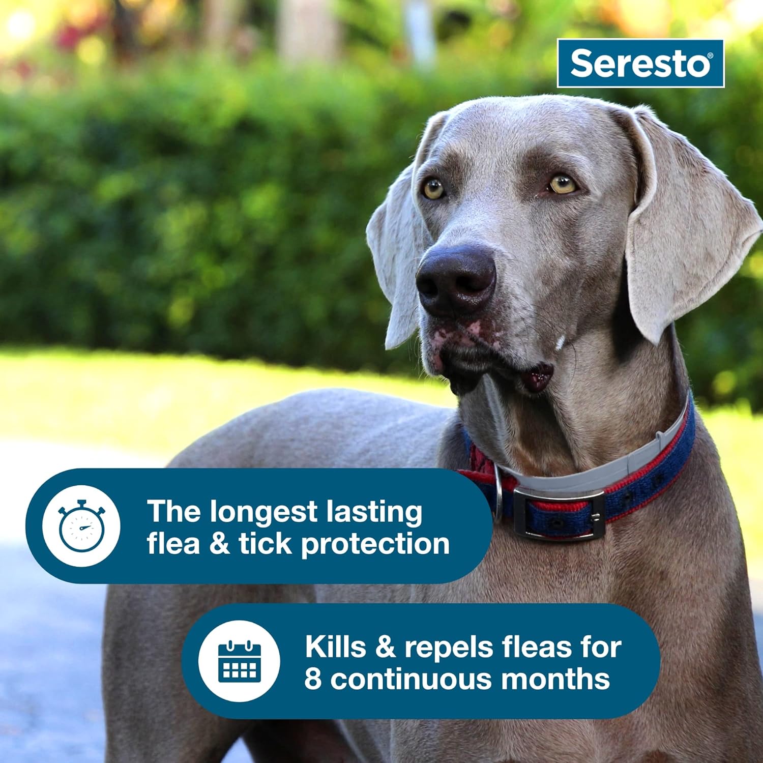 Seresto Flea &amp; Tick Dog Collars